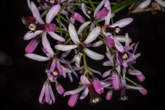 Cinamomo - Árvore Jasmin - Melia azeracah - Sementes