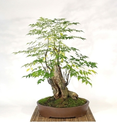 Cinamomo Nevado - Cinamomo variegado - Melia azedarach - Árvore ou Bonsai - Mudas - comprar online