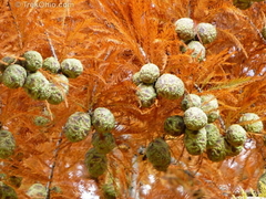 Cipreste Vermelho - Cipreste Calvo - Cipreste Dos Pântanos - Taxodium distichum - Bonsai ou Árvore - comprar online