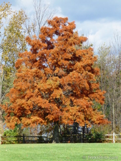 Cipreste Vermelho - Cipreste Calvo - Cipreste Dos Pântanos - Taxodium distichum - Bonsai ou Árvore