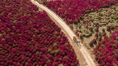 Cipreste de Verão - Grama Vermelha - Kochia scoparia