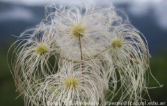 Barba de Velho - Clematis montevidensis - Trepadeira - Flor - Sementes - comprar online