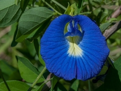 Ervilha Borboleta - Clitoria ternatea - MUDAS - comprar online