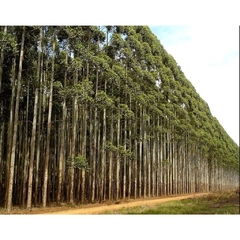 Eucalipto-de-cloez, Eucalipto cloeziana.- Eucalyptus cloeziana - Árvore