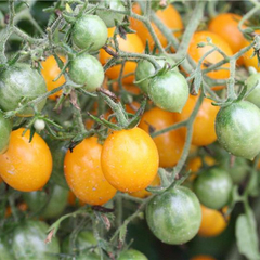 Tomate Cocktail Clementine - Tomate Gourmet Francês na internet
