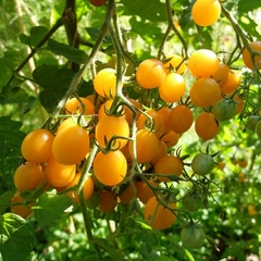 Tomate Cocktail Clementine - Tomate Gourmet Francês