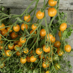 Tomate Cocktail Clementine - Tomate Gourmet Francês - loja online