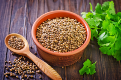 Coentro - Coriandrum Sativum - Erva medicinal e culinária na internet