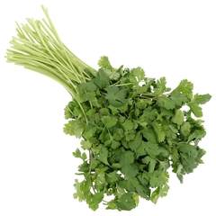 Coentro - Coriandrum Sativum - Erva medicinal e culinária
