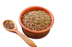 Coentro - Coriandrum Sativum - Erva medicinal e culinária - comprar online