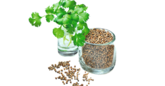Coentro - Coriandrum Sativum - Erva medicinal e culinária - Plantamundo