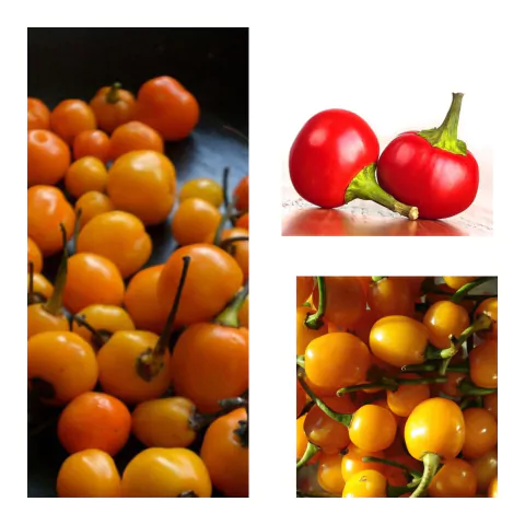 Combo de sementes Pimenta de Bode Vermelha - Amarela - Laranja - Capsicum annuum - Sementes - comprar online