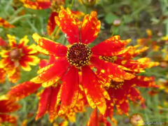 Coreopsis tigrina - Coreopsis radiata - Flor