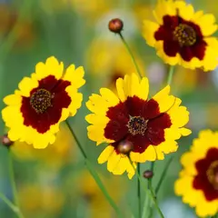 Margarida de Tingir - Coreopsis tinctoria - Flor - PANC - 30 Sementes - comprar online