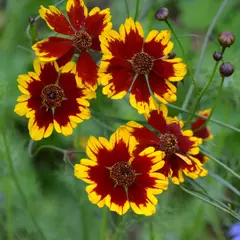 Margarida de Tingir - Coreopsis tinctoria - Flor - PANC - 30 Sementes - Plantamundo