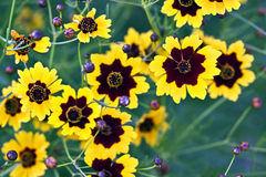 Margarida de Tingir - Coreopsis tinctoria - Flor - PANC - 30 Sementes na internet