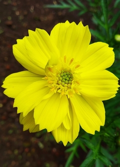 Cosmos Amarelo - Pasto apícola - Cosmos sulphureus - comprar online