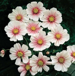 Cosmos Daydream - Pasto apícola - Cosmos bipinnatus - Flor