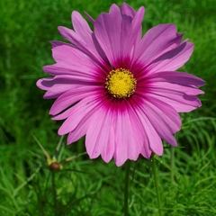 Cosmos Gloria - Pasto apícola - Cosmos bipinnatus - Flor