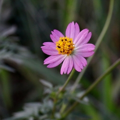Cosmos Lilás - Cosmos ccaudatus - Ulan Raja Flor Panc Pasto Apicola Abelhas - Plantamundo