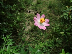 Cosmos Lilás - Cosmos ccaudatus - Ulan Raja Flor Panc Pasto Apicola Abelhas na internet