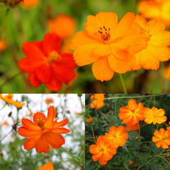 Cosmos Luzes Brilhantes - Cosmos Bright Lights - Pasto apícola -Panc - Cosmos sulphureus na internet