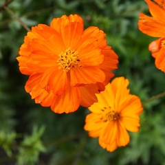 Cosmos MIx (Laranjas e amarelos) - Pasto apícola - Plantamundo