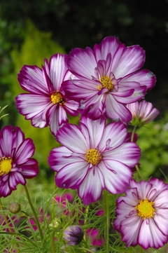 Cosmos Picotee - Pasto apícola - Cosmos bipinnatus - Flor - comprar online