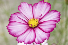 Cosmos Picotee - Pasto apícola - Cosmos bipinnatus - Flor