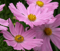 Cosmos Pinkie- Cosmos bipinnatus - Flor na internet
