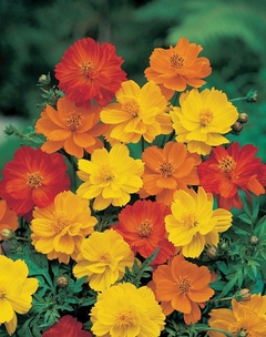 Cosmos Polidor- Cosmos sulphureus - Flor