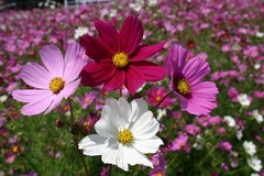 Cosmos Sensation - Cosmos bipinnatus - Flor