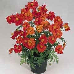 Cosmos Diabolo - Cosmos vermelho - Cosmos sulphureus - comprar online