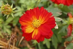 Cosmos Diabolo - Cosmos vermelho - Cosmos sulphureus - Plantamundo