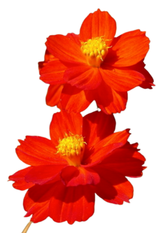 Cosmos Diabolo - Cosmos vermelho - Cosmos sulphureus