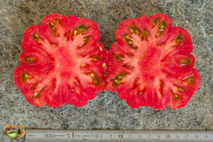 Tomate Costoluto Genovese - Variedade italiana - comprar online