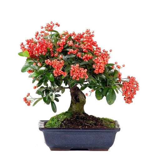 Cotoneaster - Bonsai ou Cerca Viva