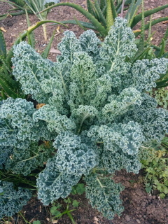 Couve Azul Crespa Anã - Blue Kale - 100 sementes