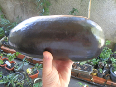Crua Preto - Melão Caboclo - Cassabanana - Sicana odorifera - fruta