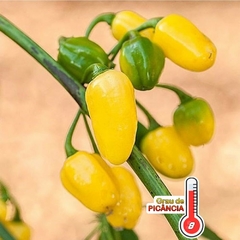 Pimenta Cumari do Pará - Capsicum annuum na internet