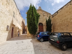 Cipreste Italiano - Cipreste Verdadeiro - Cupressus sempernvirens