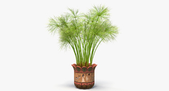 Papiro Verdadeiro - Cyperus papyrus