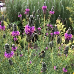 Imagem do Purple Praire Clover - Trevo Roxo Das Pradarias - Flor