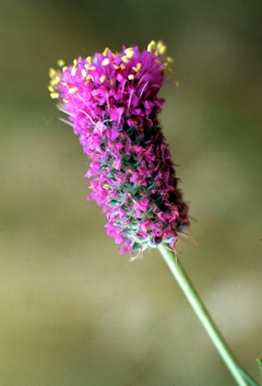 Purple Praire Clover - Trevo Roxo Das Pradarias - Flor - loja online