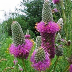 Purple Praire Clover - Trevo Roxo Das Pradarias - Flor
