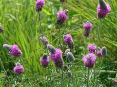 Purple Praire Clover - Trevo Roxo Das Pradarias - Flor - comprar online