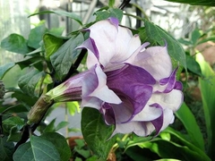 Trombeta - Datura Metel Fastuosa Flor