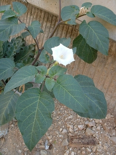 Imagem do Trombeta Toloatzin - Datura Inoxia - Sementes