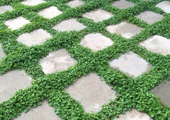 Dicondra Dichondra Repens Para Grama ou Pendente - 100 sementes