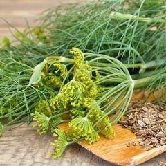 Endro - Aneto - Anethum graveolens - Erva Culinária - comprar online